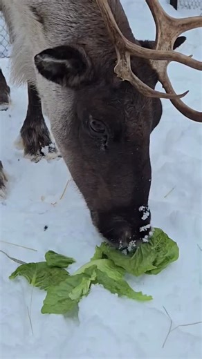 More donated Sweet Caribou - handcrafted in Alaska greens! 🥬 Have we mentioned that their salads are incredible? We thank our Sweet Caribou friends for their generosity and just a reminder to leave greens feeding to us - the wild moose have their own routine going, so why mess with perfection 🫎 📸 Zookeeper Ruby #fyp #alaskazoo #wildliferescue #alaskalife #anchorage | The Alaska Zoo