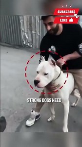 Handling Powerful Dogs: A Quick Reality Check