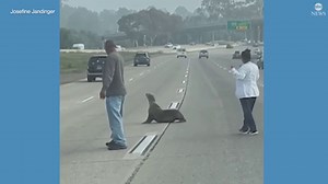 Sea lion saved from San Diego highway
