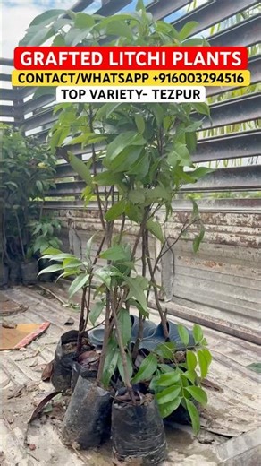 BUY BEST YIELDING VARIETY OF GRAFTED LITCHI PLANTS FROM #NORTHEASTGREENNURSERY AT BEST PRICE#litchi