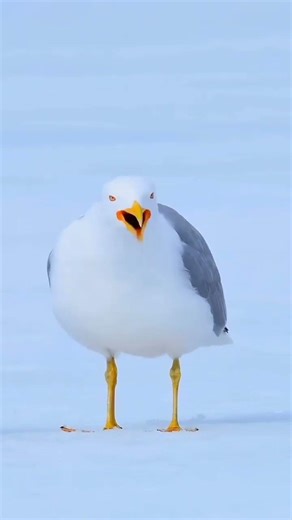 Amazing Animal and Bird Sounds | Nature Wildlife Audio #BirdSounds #AnimalsVoice #NatureSounds