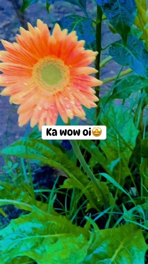 giant african daisy in our backyard #flowers #africandaisy | Elaiza Eliz | Facebook