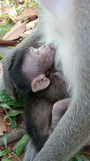 Cute baby Jiva comfortable sleep drink milk #Short #monkey #cutebaby #cute