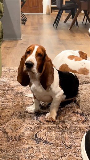 Couple adopts a basset hound for the first time and realizes they're going to have to earn his trust... We talked to Cinthanie about who helped Gunther come out of his shell and the first time he initiated play with mom 💙 Keep up with Gunther, Joey & Cinthanie on Instagram: thedo.do/cinthanie & TikTok: thedo.do/Cinthanie. | The Dodo
