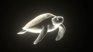 3D Holographic Neon Turtle Infinite Loop