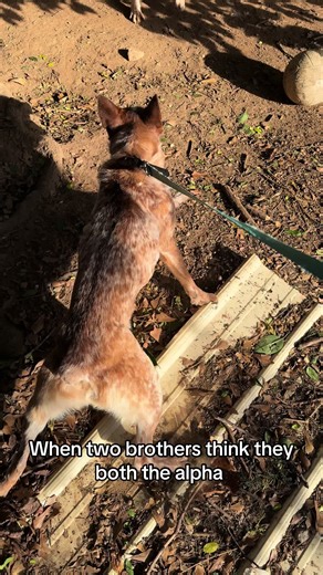 Alpha Brothers and Their Red Heeler Dynamics
