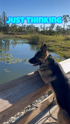 German Shepherd Quiet Moment by the Lake 🐾