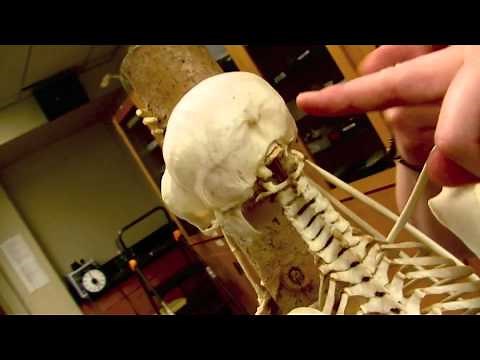 primate classification