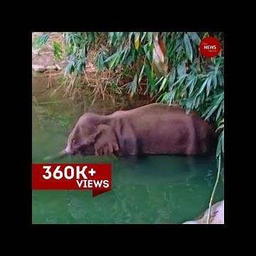 Outrage grows as pregnant elephant in Kerala dies after eating firecracker-laden fruit
