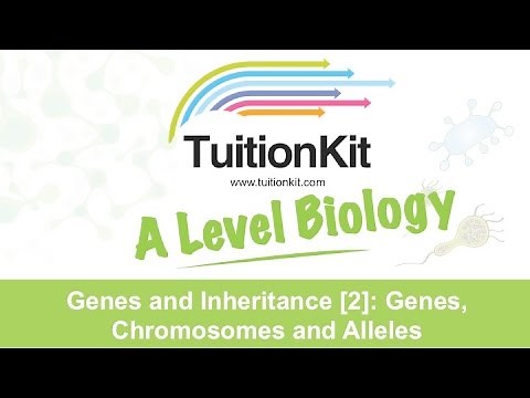 Genes and Inheritance [2]: Genes, Chromosomes and Alleles (High band Biology)