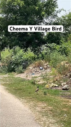 Cheema Y Bird #cheemay #newsong #punjabisong #punjabimusic #music #songlyrics