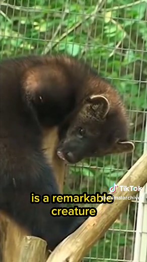Meet the Fisher 🐾🐾 #fisher #fishercat #animal #animals #animalsofttiktok #wildanimals #cuteanimals #predator