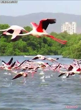 Pink Magic 🌸: The Amazing Transformation of Lesser Flamingos!#nature#birds#Mumbai Thane creek