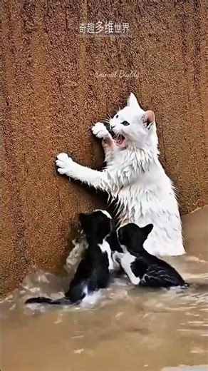 use this sound and get 5M views #viral #sound #cat #rescue