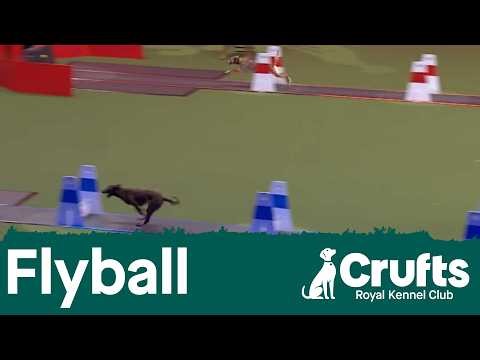 Flyball Round of 16 | Crufts 2026