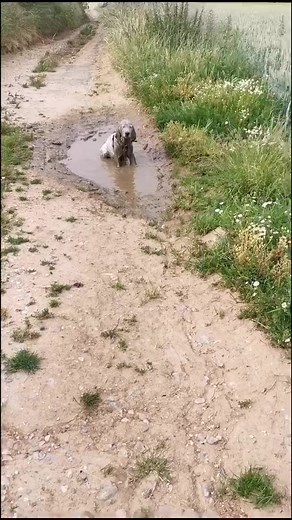 Chien à vendre JPP #pourtoi #foryou #goldenretriever #fyp #chien #puppy #golden #viedemerde #fml