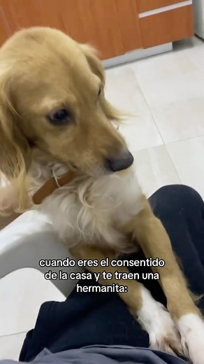 Dave Ausin | ¿por qué la trajiste? 🤨 #fyp #viral #humor #perritos | Instagram