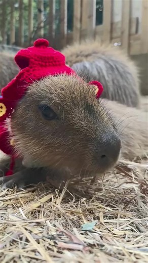 Capybara Celebrations for New Year