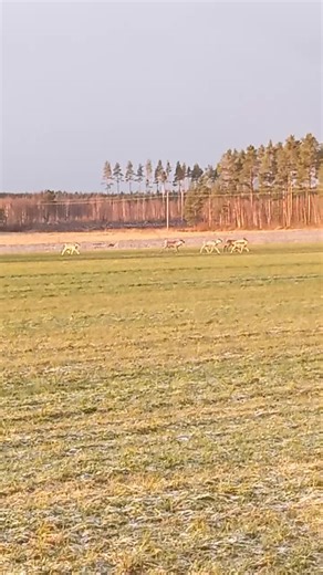 Petri_m71 (@petri_m71)’s videos with Taikatalvi - Instrumental - Nightwish