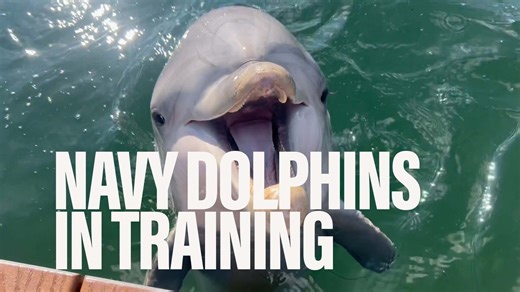 4.6K views · 21 reactions | A look at the Navy’s Marine Mammal Program, now in its 65th year of training dolphins and other animals to perform underwater tasks, and study their behavior. | Army Times | Facebook