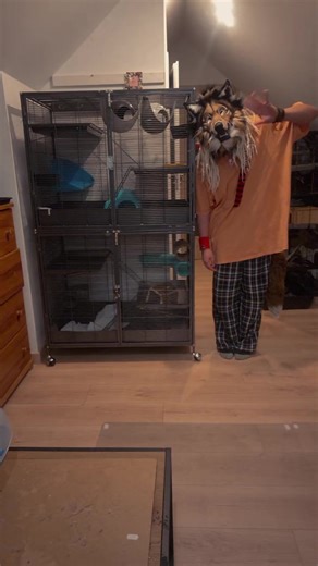 Understanding Rat Cage Sizes and Requirements