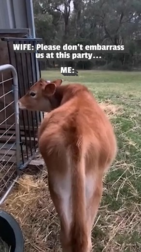 940K views · 2.1K reactions | You've heard of the laughing cow, now get ready for.... #Cow #BrownCow #Funny | Try Not to Laugh | Facebook
