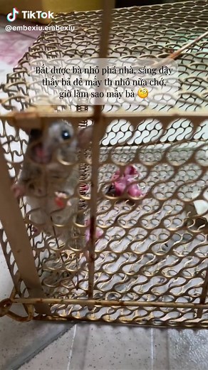 Đèo bồng nữa naaa