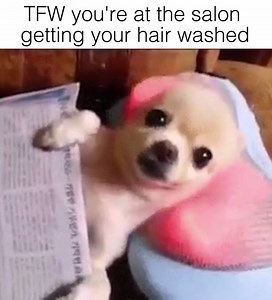 502K views · 261 reactions | NOTHING BETTER than a salon head...