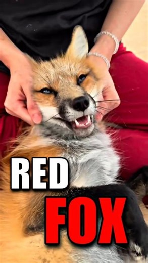 Amazing Facts About Red Fox 🦊😃