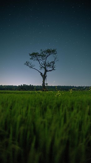 Sayan Nath on Instagram: "10000 fireflies 🥰 Came across this random place in 📍Pollachi yesterday where the fireflies dances across the paddy fields. It was a magical feeling 😍 #firefly #longexposure #nightphotography #fireflies"