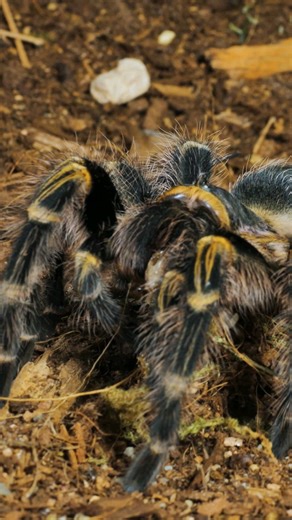 Grammostola pulchripes aka Chaco Golden Knee Tarantula going for a stroll. #tarantula #spider #pettarantula #tarantulakeeper #pets #grammostolapulchripes #chacogoldenknee #nature | The Tarantula Collective