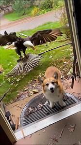 Close Call! Giant Eagle Attacks Dog Through the Screen Door 😳 | USA Dog Moments