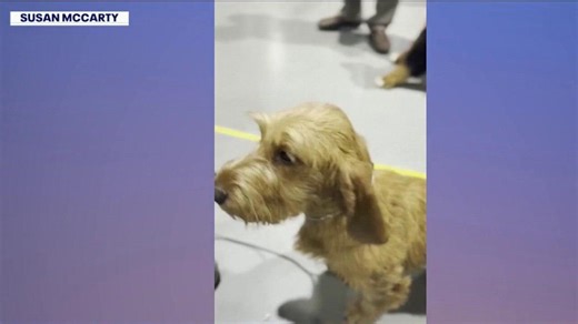 American Kennel Club adds 3 dog breeds