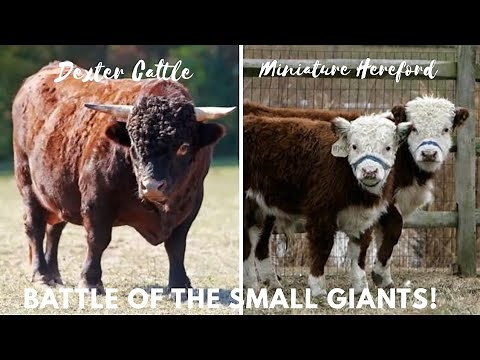 Dexter vs Miniature Hereford Cattle: Which Small Breed Delivers Better Returns?
