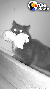 6M views · 82K reactions | Hidden camera catches cat stealing his human sister's toys every night — and the toys all have one thing in common  | The Dodo | Facebook