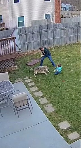“CCTV Footage Captures Wolf Attacking Child in Backyard — Man Rushes Out and Saves the Day!”