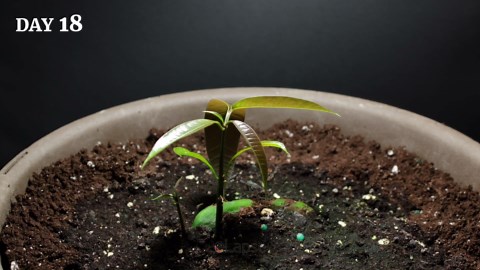 Growing mango tree from seed (66 days time lapse)