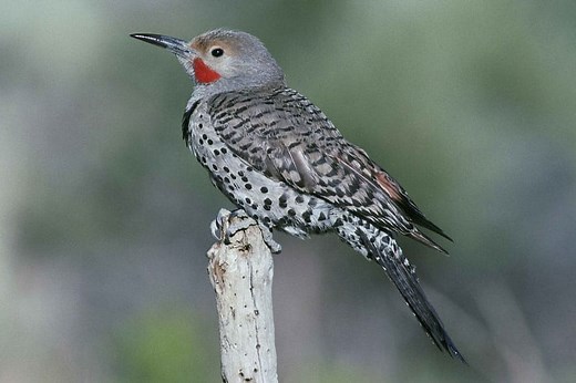 9 Types of Woodpeckers in New York (Pictures) - Bird Feeder Hub
