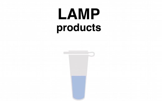 「Principle」环介导等温扩增技术为什么牛 Loop-mediated isothermal amplification (LAMP principle)