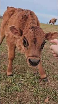 A hilarious mad Bull #funny #animals #cow #bull #pet