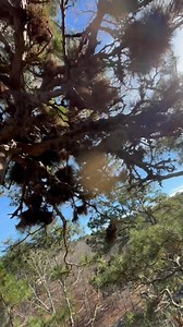 Check out what I found living in this witches broom! | Cameron Craig