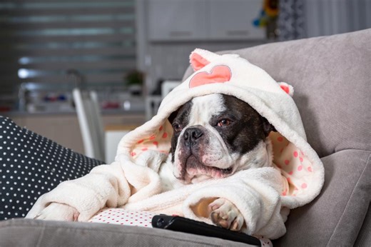 Is your dog actually watching TV? A vet reveals one theory