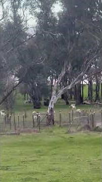 Let’s go trip to Oberon NSW Australia 🇦🇺❤️🦘