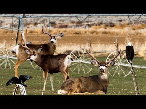 Country Bucks on a Crisp Fall Day in Utah