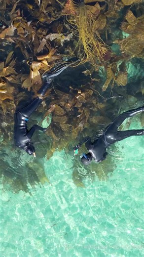 7.3K views · 82 reactions | It’s the first day of astronomical spring! The Atlantic Ocean is waking up, temperature increasing, kelp forest growing, nutrients upwelling and megafauna migrating. Join us to explore the amazing ecosystem under the waves this season. Our snorkel sessions range from a 1/2 day experience in Oban to week long expeditions from Barra & Coll. | Basking Shark Scotland | Facebook