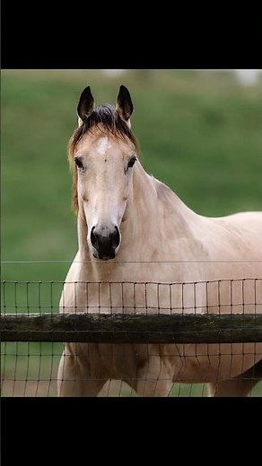 Beautiful baby horse photos you’ll want to screenshot immediately!