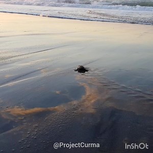 4K views · 227 reactions | Turtle hatchling release today in Ili Norte San Juan La Union at 5:20pm infront of Final Option/Awesome Hotel. Come join the send off!  | Curma | Facebook