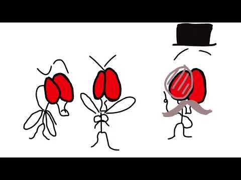 F25 MCDB 2030L Genetics Lab Final Project Lucas Haas