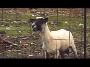 screaming goats scream so loud it exploded