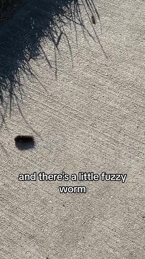 im in houston btw if that helps narrow down the fuzzy worm search #houston #fuzzycaterpillar